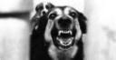 dog barking