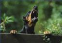dog barking