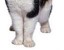 holistic cat