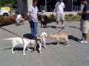 puppy training
